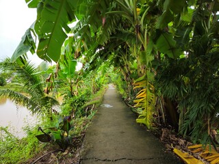 A peaceful, narrow rural path surrounded by lush greenery and tropical banana trees in the Mekong Delta, Vietnam.