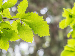 Oak branches with green and yellow leaves in autumn park.