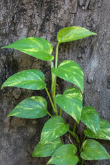 The golden pothos plant (Epipremnum Aurum) is a semi-epiphytic climbing plant planted in the yard...