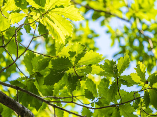 Oak branches with green and yellow leaves in autumn park.