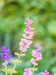Salvia pink flowers with green leaves Blossom, medicinal plant in summer, close-up