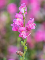 Pink flowers in the garden called Snapdragon or Antirrhinum majus or Bunny rabbits.