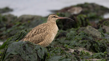 A Eurasian Whimbrel found on moss covered rocks on the waters edge