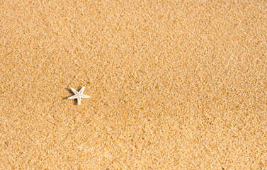 Starfish on summer beach sand. Summer background with copy space for text.Top view Nature of Tropical life with a single starfish resting on  sandy beach with bright light in sunny day morning