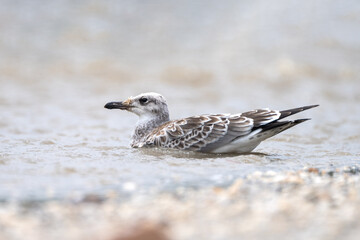 Pallas's Gull (Ichthyaetus ichthyaetus) in the water. It is a large gull with a black head in breeding season, white underparts, grey wings, yellow legs, and a distinctive hooked bill.
