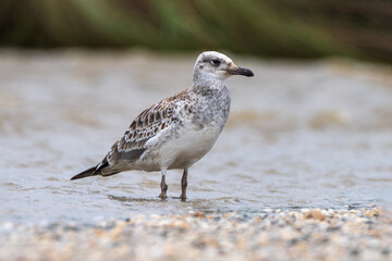 Pallas's Gull (Ichthyaetus ichthyaetus) in the water. It is a large gull with a black head in breeding season, white underparts, grey wings, yellow legs, and a distinctive hooked bill.
