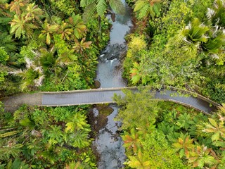 Walk bridge crossing a stream in the forest on the Cascade Kauri walk, Waitakeres, Auckland,...