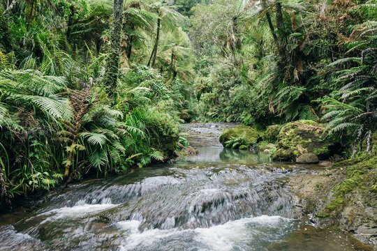 Stream and native forest on the Cascade Kauri walk, Waitakeres, Auckland, Auckland, New Zealand.