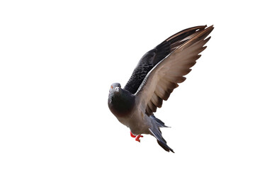 Beautiful flying pigeon isolated on transparent background png file