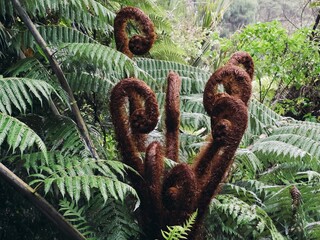 Ferns prongs from a punga tree on the Native Cascade Kauri walk, Waitakeres, Auckland, Auckland, New Zealand.