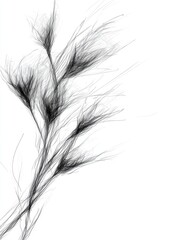 Fototapeta premium Artistic Black and White Sketch of Rooibos Plant