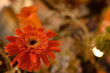 orange flower in the garden, gerbera flower orange, herbaceous plant, ornamental plant, Asteraceae, vibrant flower, flower background
