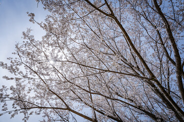 桜