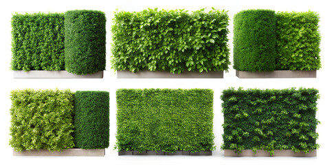 Green garden wall. arranged isolated on white background, Clipping path
