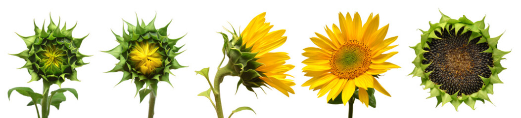 Collection sunflower flower evolution stages isolated on white background. Seeds and oil. Flat lay, top view
