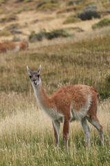 a guanaco, a native animal of Patagonia, often seen in the wild across the region's open landscapes. Guanacos are relatives of llamas and roam freely.
