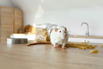 White rat with raw pasta on table in kitchen, closeup. Pest control concept