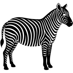 Obraz premium zebra vector illustration