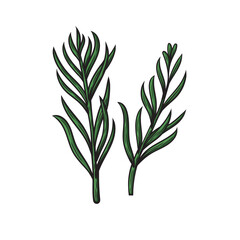 Color image of tarragon branches