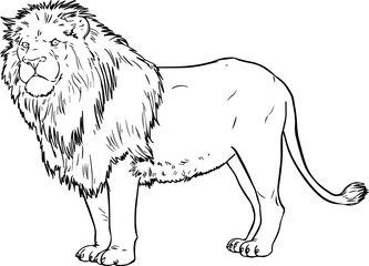 LION VECTOR