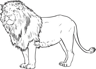 LION VECTOR
