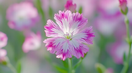 Dianthus pink flower vibrant sun light and blurred background