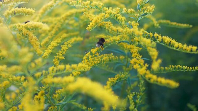Swarm of bumblebees pollinating blooming Solidago canadensis bush with small yellow flowers in nature. Pollen season allergy, role of pollinators, ecosystem, biodiversity in natural habitats