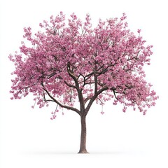 Obraz premium A cherry blossom tree in full bloom, isolated on a clean white background, showcasing its delicate pink flowers
