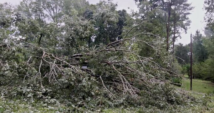 As result of hurricane winds, trees were uprooted broken fell on road