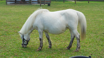A cute white pony was standing on the green field and eating the grass.
