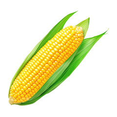 A single ear of corn stands tall against a  white background, showcasing its vibrant yellow hue and natural beauty.