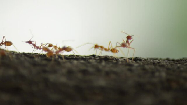 Red ants colony on the tree