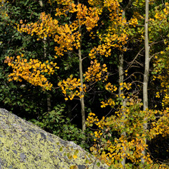 Fall colors and autumn in Rocky Mountain National Park, Colorado. Estes Park, Colorado.
