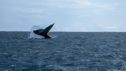 Humpback whale tail fluke splashing water in ocean in Moorea, Tahiti, French Polynesia