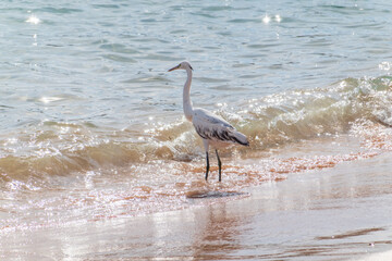 White Western Reef Heron (Egretta gularis) at Sharm el-Sheikh beach, Sinai, Egypt