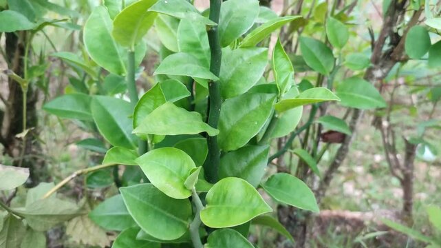 Pedhilantus plnat