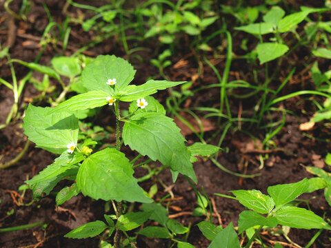 Flores blancas silvestres sobre hierba verde