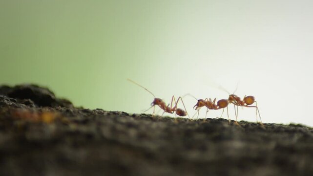 Red ants colony on the tree