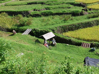 四谷千枚田の案山子の風景