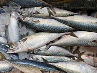 fresh sea fish for various kinds of dishes