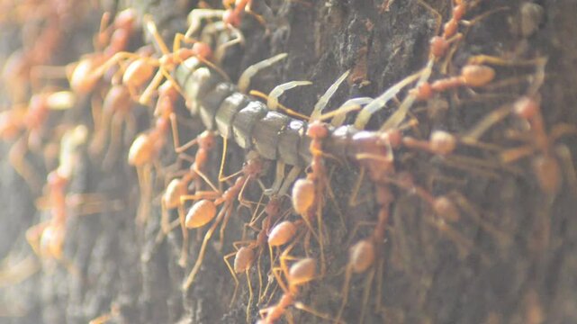 Red ants are preying on a black centipede and are eaten alive.