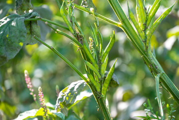 Fresh vegetable green cluster beans or guar beans on plant in garden
