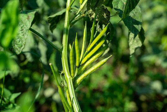 Fresh vegetable green cluster beans or guar beans on plant in garden