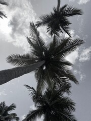 Palm trees