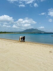 Horses walking out to the ocean