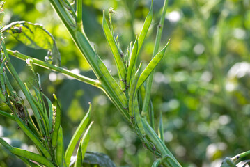 Fresh vegetable green cluster beans or guar beans on plant in garden