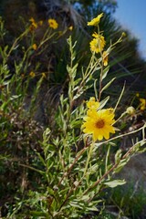Flowers in a field