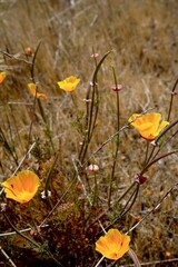 Yellow flowers in a field