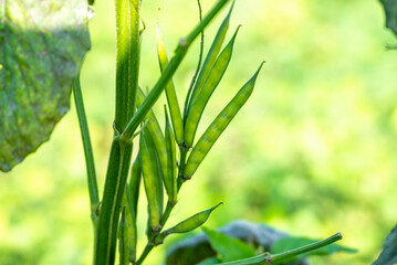 Fresh vegetable green cluster beans or guar beans on plant in garden