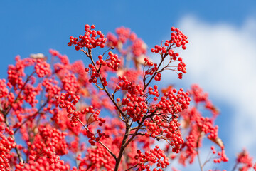 rowan tree with red berry bright background